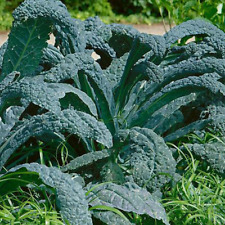 000 lacinato kale for sale  Bois D Arc