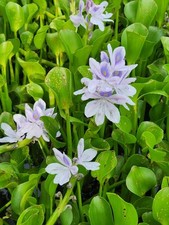 Purple water hyacinth for sale  Angleton