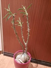Pachypodium succulentum caudex gebraucht kaufen  Laboe