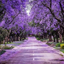 Jacaranda mimosifolia live for sale  Mcallen