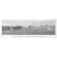Coursing waterloo cup for sale  GLASGOW
