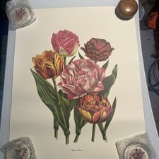 Vintage floral botanical for sale  Angleton