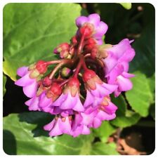 Sibirischer tee bergenia gebraucht kaufen  Bayreuth