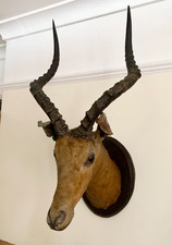 Vintage mounted red for sale  TELFORD