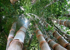 Semi bambus dendrocalamus usato  Reggio Calabria