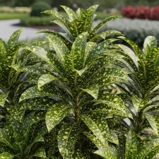 Gold dust dracaena for sale  Palm Beach Gardens