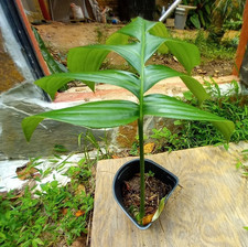 Aroid tropical houseplant for sale  Atlanta