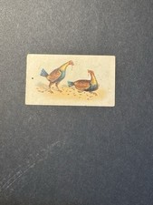 Fighting cocks cigarette for sale  NORTHAMPTON