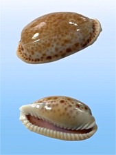 Cypraea spurca trapani usato  Roma