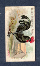 chickens fowl game for sale chickens fowl game for sale Pike Road