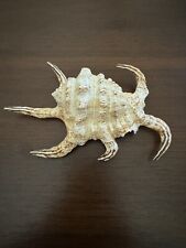 Lambis chiagra spider for sale  Glendale