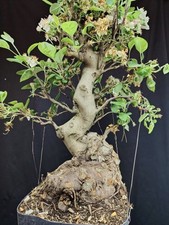 Bonsai melo giapponese usato  Cison di Valmarino