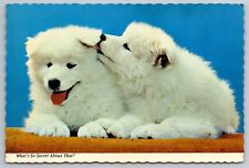 Two husky puppies for sale  Bridgeville