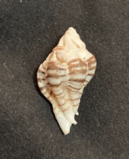 Muricidae maxwellia gemma for sale  Charlottesville