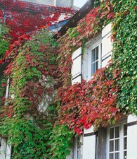 Baldur garten wilder gebraucht kaufen  Bensheim