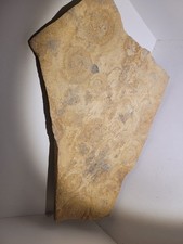 Fossilien platte 34 gebraucht kaufen  Rödental