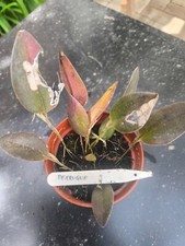 Orchidee restrepia perruque d'occasion  Bischoffsheim