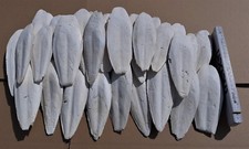 Sepiaschalen sepia vögel gebraucht kaufen  Rieden