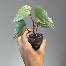 Begonia cathariensis na sprzedaż  PL