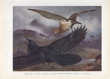 Curlew raven 1948 for sale  COLEFORD