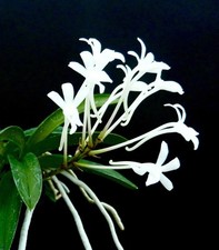Neofinetia species falcata usato  Spedire a Italy