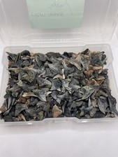 Lot hemi fossil for sale  Charleston