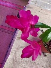 Schlumbergera variété tango d'occasion  Le Breuil