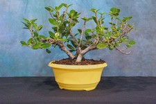Green island ficus for sale  North Fort Myers