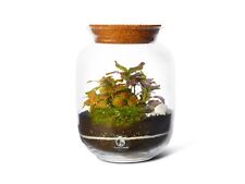 Diy terrarium kit for sale  LONDON