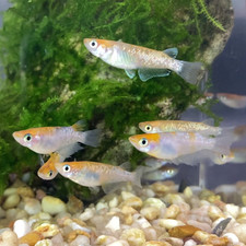 Tricolor glitter sanshoku for sale  Fresno