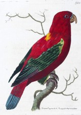 1789 shaw nodder usato  Urbino