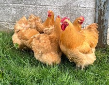 Large fowl buff for sale  YORK