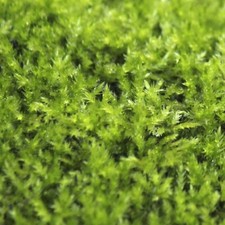 Live moss 4x6 for sale  Tewksbury