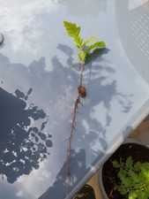 Garden plant oak for sale  BIRMINGHAM