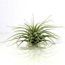Tillandsia ionantha green for sale  LEIGH