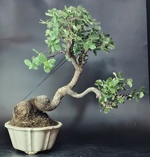 Bonsai sughera quercia usato  Cison di Valmarino