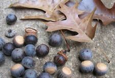 Pin oak acorns for sale  Omaha