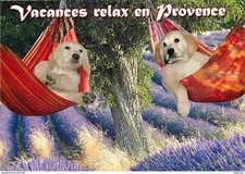 Animaux chiens labrador d'occasion  Fruges