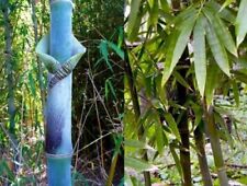 Bambu Giganteus 15 Semi di,Bambusa Tulda Bamboo,Gigante, Raccolto 04/2023 comprar usado  Enviando para Brazil