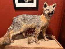 Taxidermy gray fox for sale  Crosby