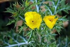 Samen stachelmohn getrockneten gebraucht kaufen Samen stachelmohn getrockneten gebraucht kaufen  Calw
