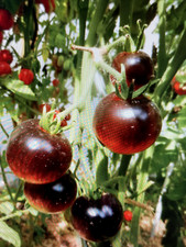 Bio tomatenpflanzen jungpflanz gebraucht kaufen  Kassel