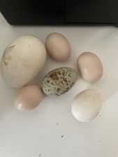 goose eggs for sale goose eggs for sale CHELTENHAM