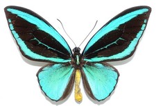 Rnithoptera priamus aureus gebraucht kaufen  München