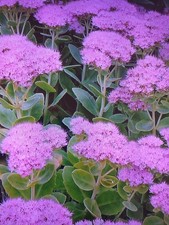 ice plant for sale  SOUTHAMPTON