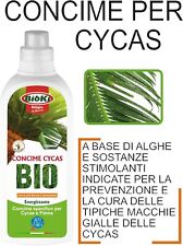 Concime cycas elevata usato  Roma