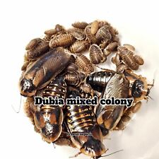 100 dubia roaches for sale  Porter