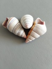 Conchas caracol tierra usato  Spedire a Italy