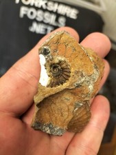 Androgynoceras capricornas amm for sale  REDCAR