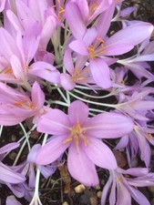 Corms colchicum pink for sale  WITHAM